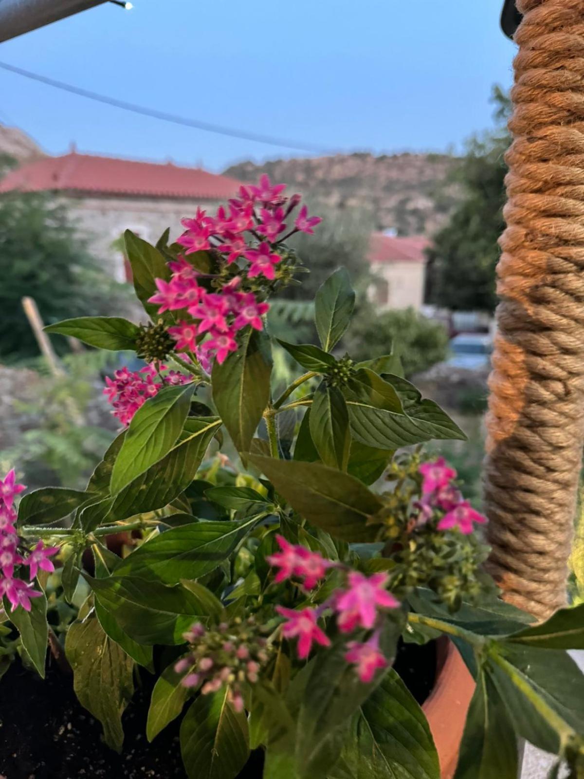 ארסוס Afroditi'S 2 מראה חיצוני תמונה